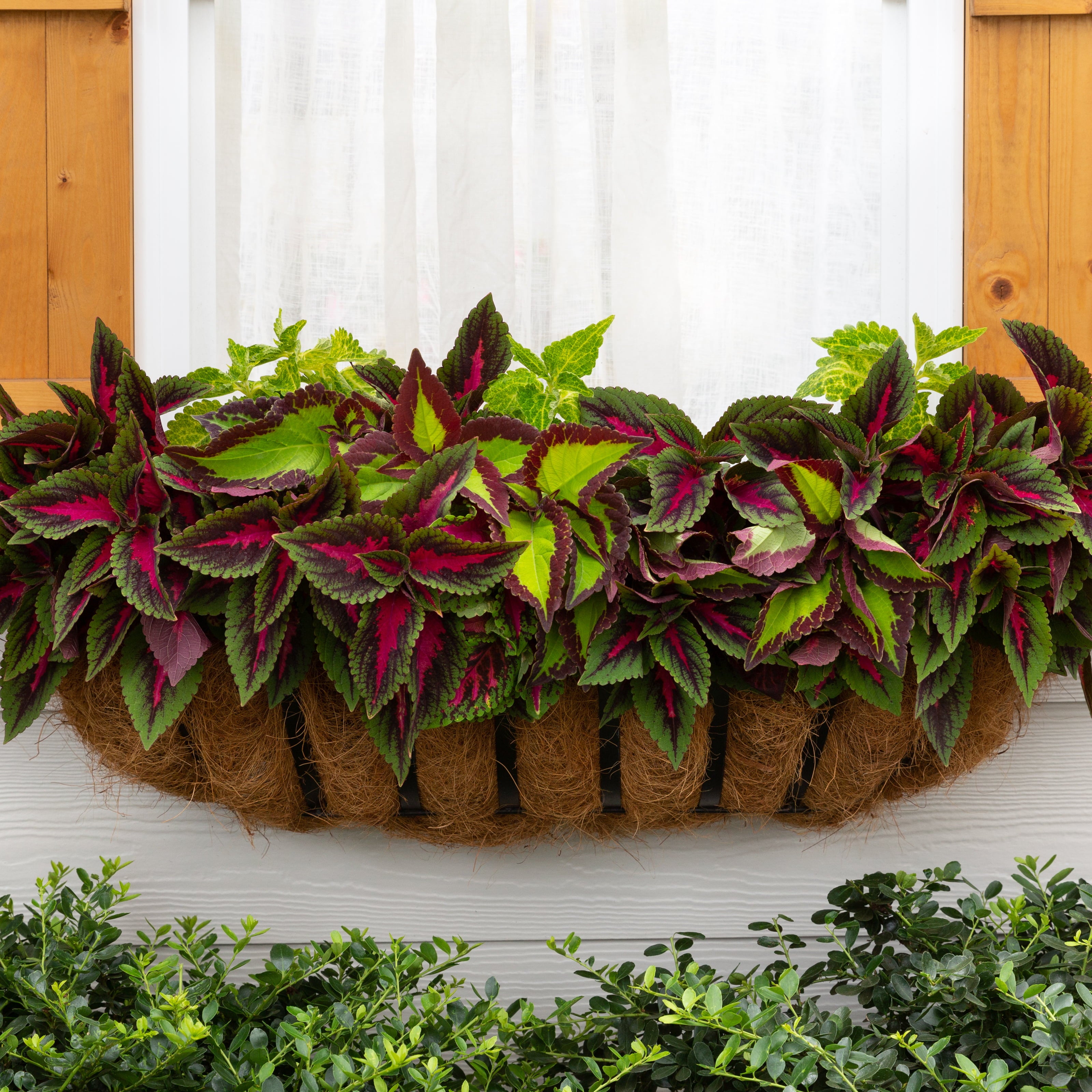 Better Homes and Gardens Coleus 2.5QT Multi-color Live Plants (3 Pack) with Grower Pots