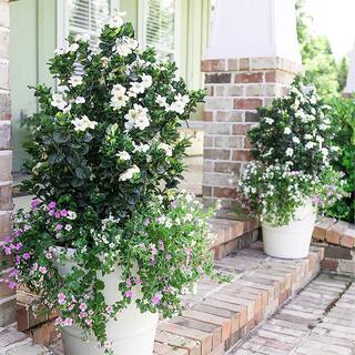 SOUTHERN LIVING 2 Gal. Diamond Spire Gardenia Shrub with Fragrant White Blooms 17116