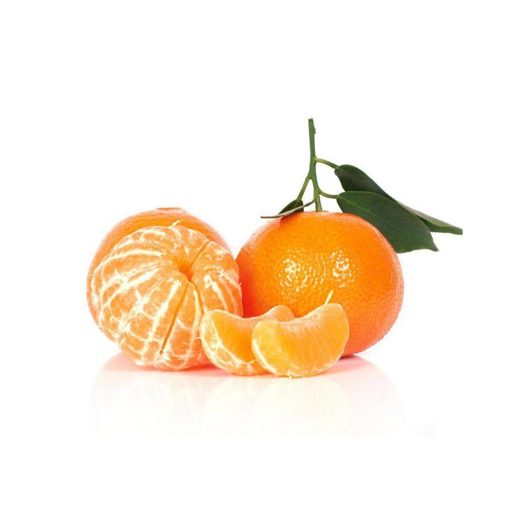 Alder  Oak #3 Container Clementine Mandarin Evergreen Semi Dwarf Tree CLMB03