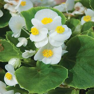 1 Gal. Green Leaf White Begonia Plant 3992