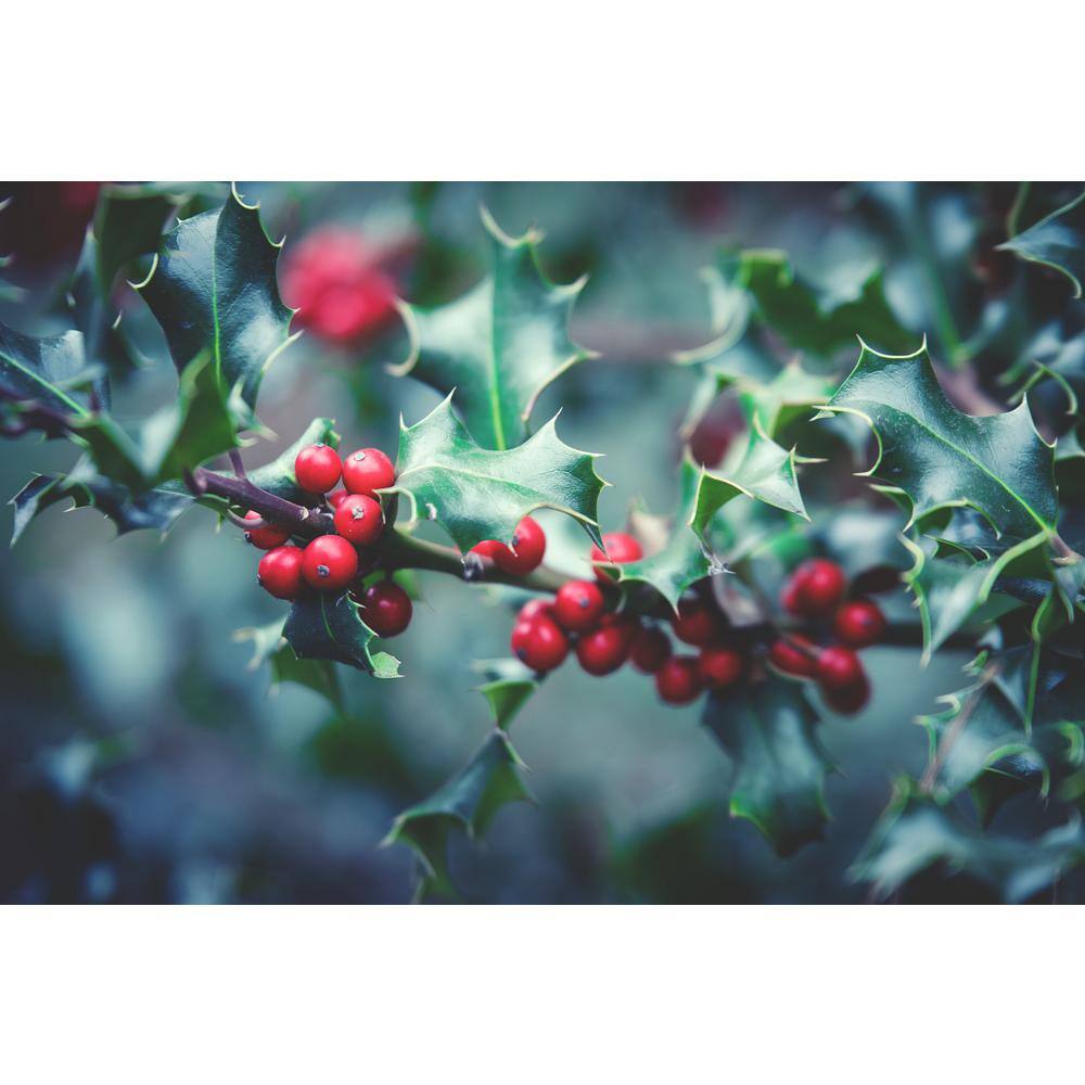 Online Orchards 1 Gal. Red Beauty Holly Shrub Symmetrical Grower with Rich Glossy Leaves and Abundant Bright Red Berries EGHY002