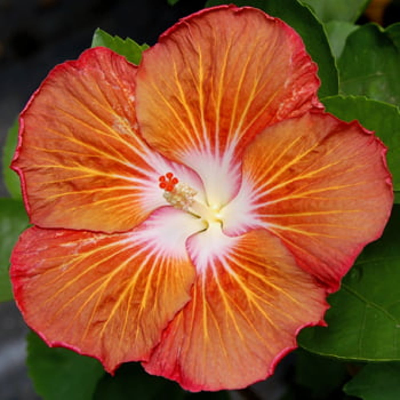 'Old Spice' Rose of Sharon (Hibiscus) Flower Shrub， Blue Flowers Hardy Korean Rose of Sharon Starter 25+seeds pack