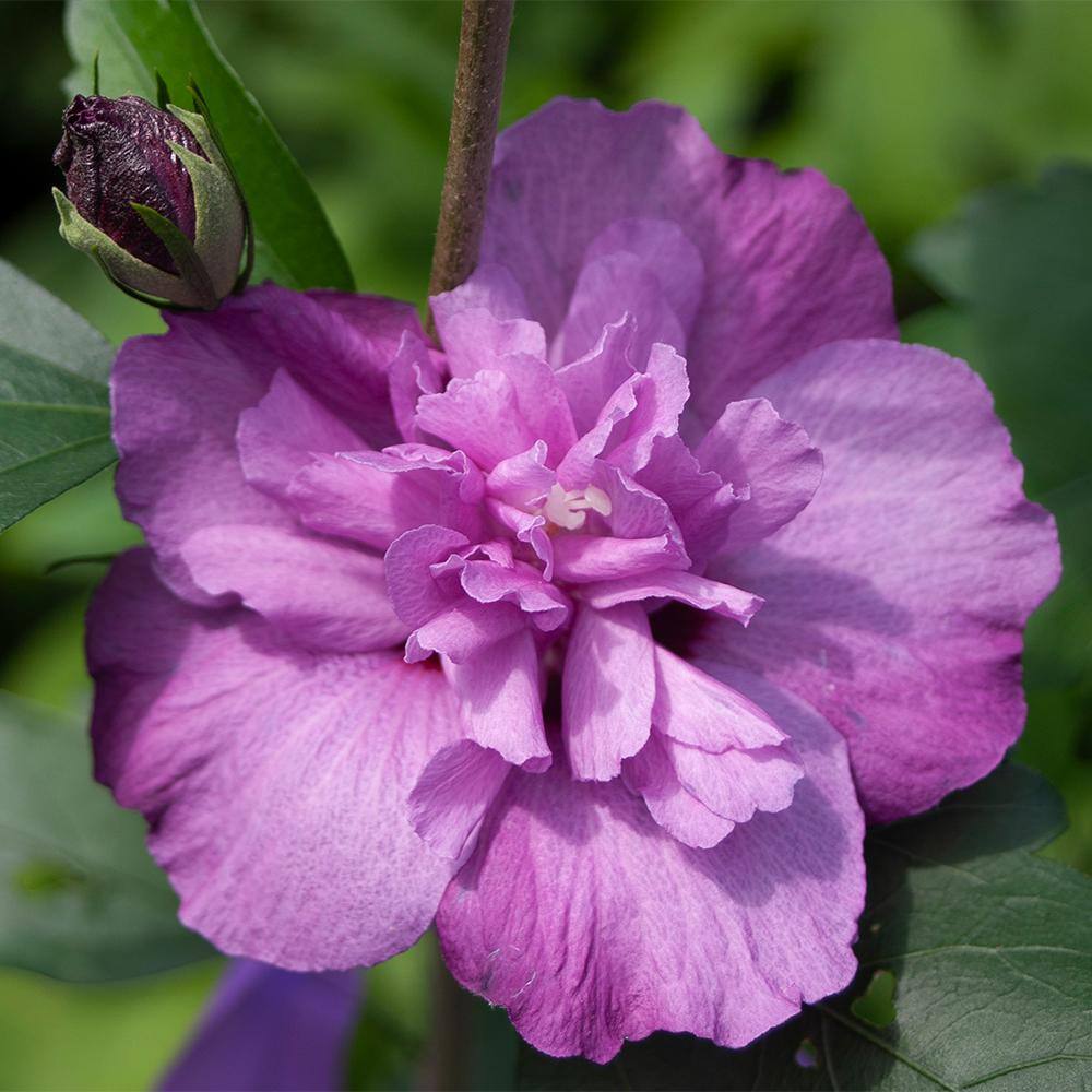 PROVEN WINNERS 2 Gal. Dark Lavender Chiffon Rose of Sharon (Hibiscus) Plant with Lavender Flowers 14481