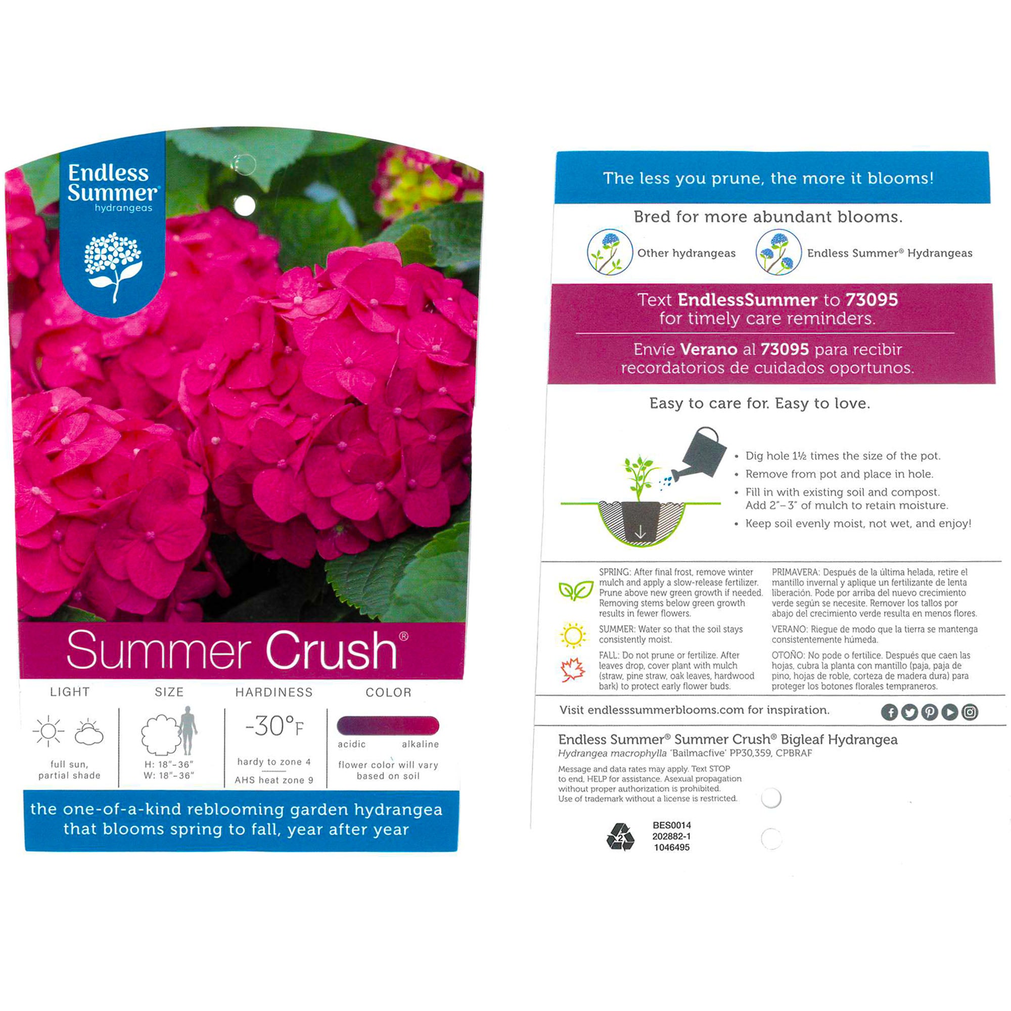 Endless Summer Summer Crush Hydrangea Live Shrub (1 Gallon)