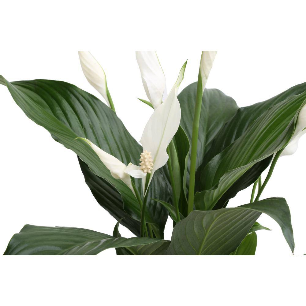 Costa Farms Spathiphyllum Peace Lily Indoor Plant in 6 in. White Pot Average Shipping Height 1-2 ft. Tall CO.SY06.3.CYL