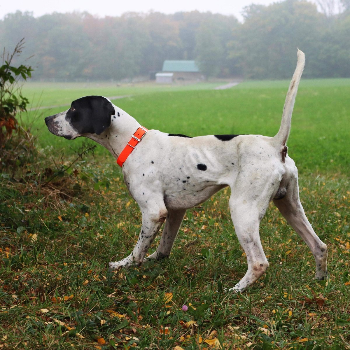 Water and Woods Waterproof Hound Dog Collar