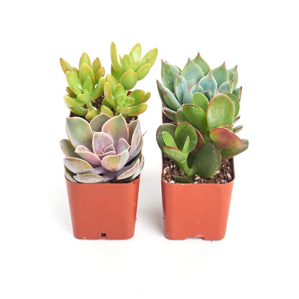 Shop Succulents 2 in. Unique Succulent (Collection of 4) U4