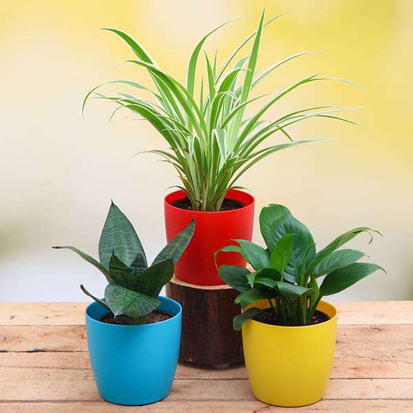 Air purifier plants packs