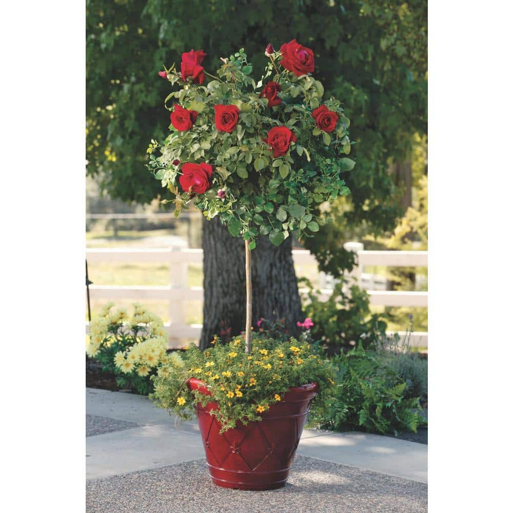 KNOCK OUT 3 Gal. Assorted Double Knock Out Rose Tree with Assorted Color Flowers in 12 in. Knock Out Pot BOPIS2096