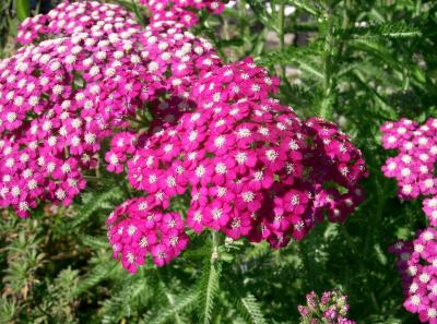 Classy Groundcovers - Fragrant Plants for Sun: 25 Achillea 'Oertel's Rose'， 25 Dianthus 'Fire Witch'， 25 Echinacea 'White Swan'， 25 Thymus 'Pink Chintz'， 25 Hemerocallis 'Stella de Oro'