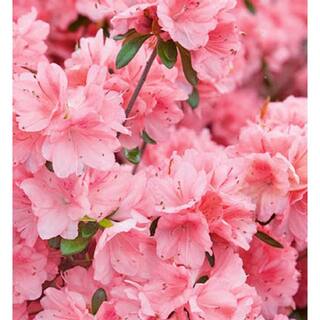 BELL NURSERY 1 Gal. Blaauw's Pink Azalea Live Shrub Pink Flowers (3-Pack) AZLEA1BLW3PK