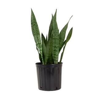 United Nursery Sansevieria Zeylanica Live Snake Plant in 10 inch Premium Ecopots Grey Pot 22693