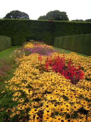 Classy Groundcovers - Black Eyed Susan BlackEyed Susan， Black-Eyed Susan， Golden Cone Flower， Golden Coneflower， Orange Coneflower {25 Pots - 3 1/2 inch Square}