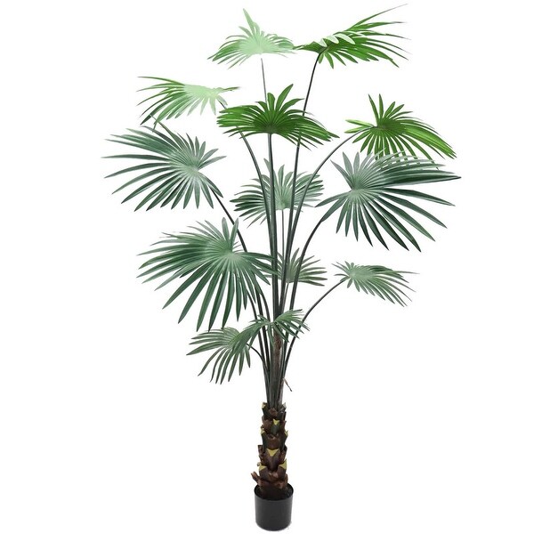 Stunning 7' Indoor Fan Palm