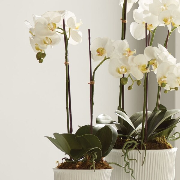 Phalaenopsis Orchid DropIn 23