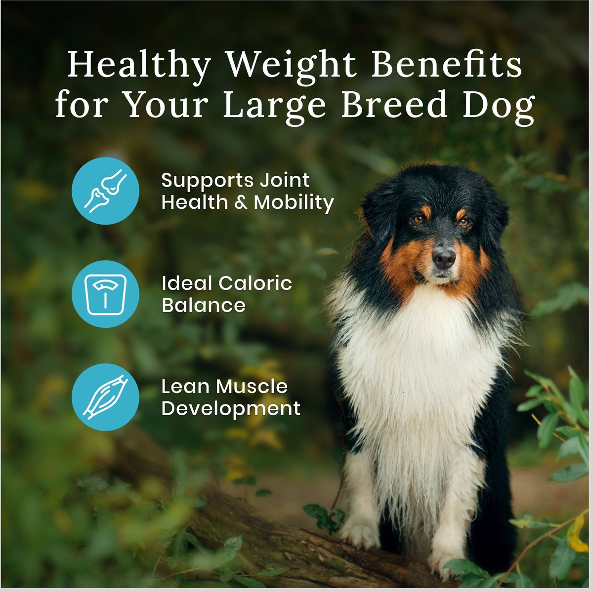 Blue Buffalo Wilderness Large Breed Healthy Weight Chicken Adult Dry Dog Food， 28-lb bag