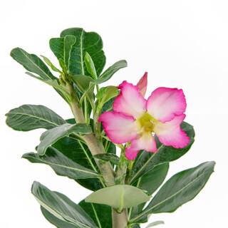 national PLANT NETWORK Desert Rose Assorted Mix (Adenium) in 4 in. Grower Containers (3-Plants) HD7730