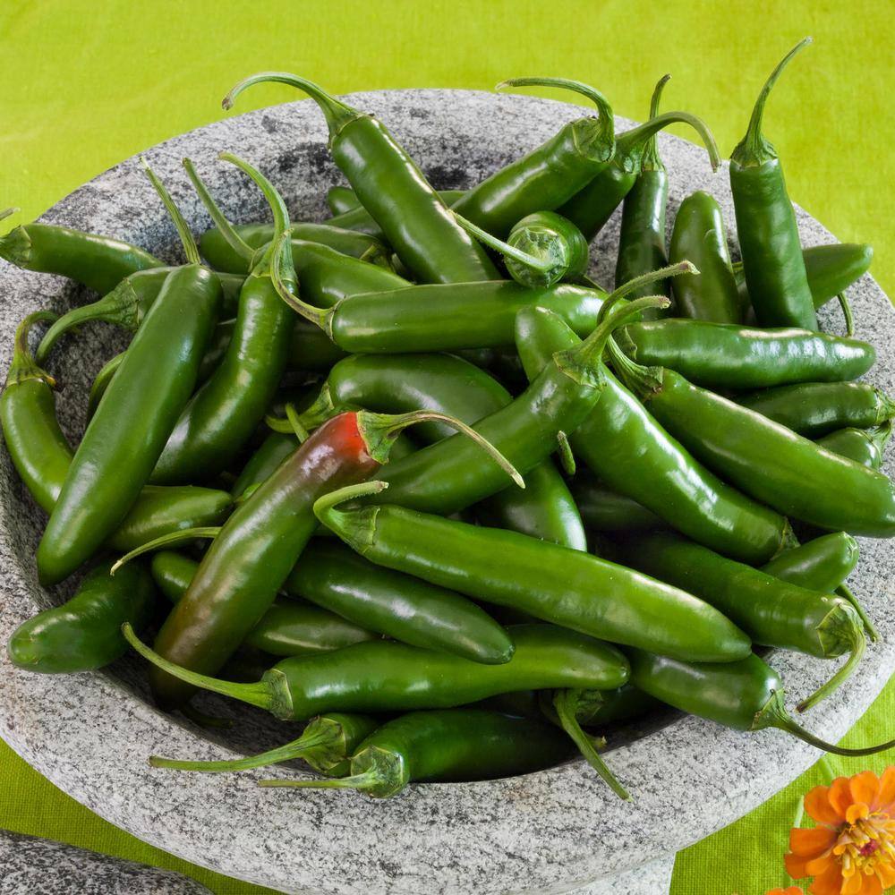 Bonnie Plants 19 oz. Serrano Pepper Plant (2-Pack) 202036