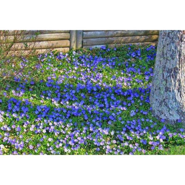 Perennial Vinca Minor Bowles Mauve 2.5 Qt. - 4-Pack 2190