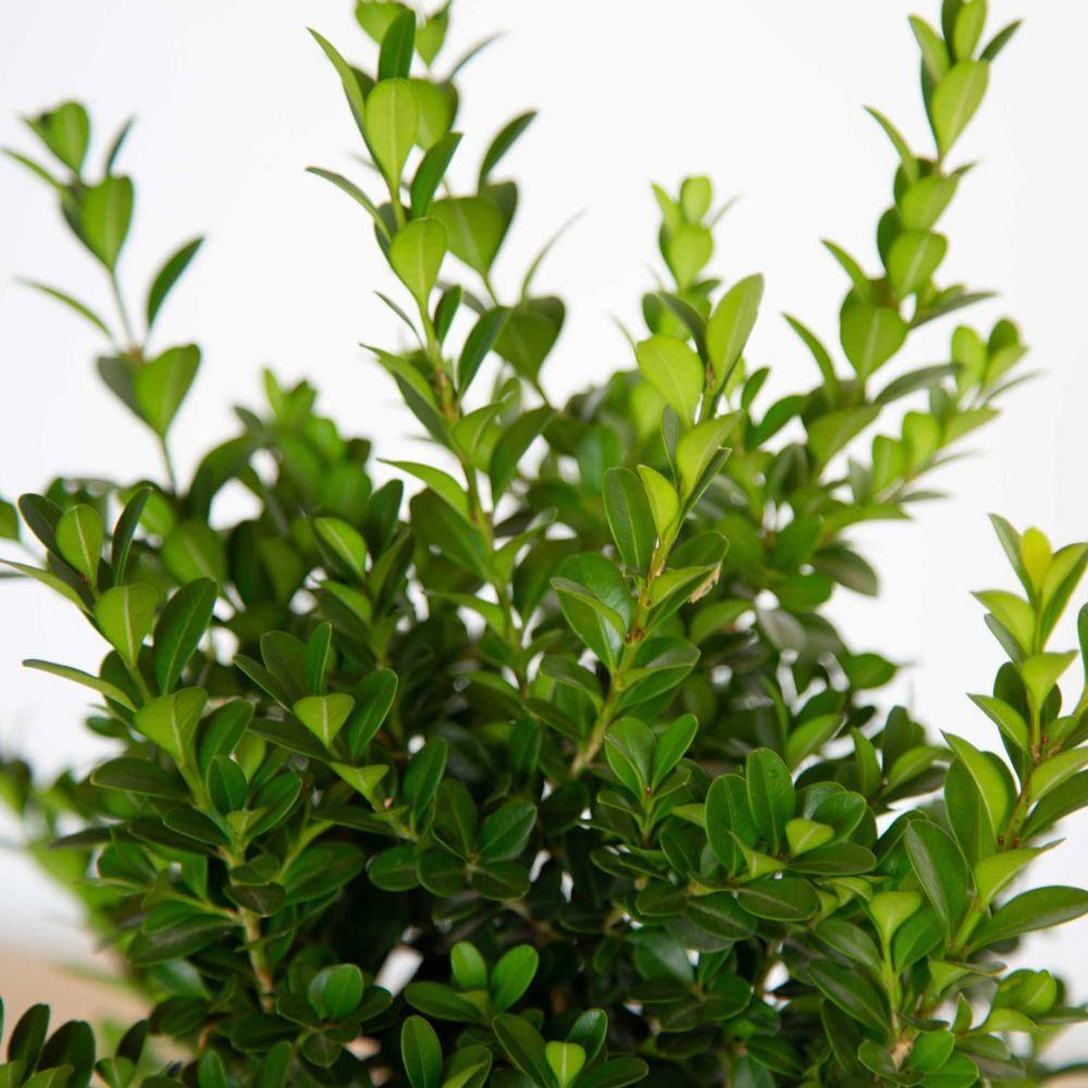 SOUTHERN LIVING 2.5 Qt. Boxwood Baby Gem Live Shrub Plant Glossy Green Foliage 0609Q