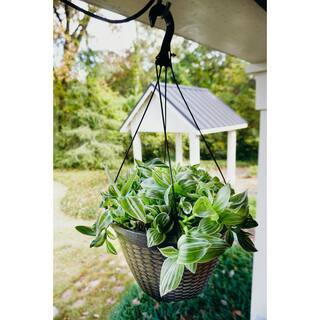 Vigoro 12 in Tradescantia zebrina Hanging Basket Plant (White) 90919