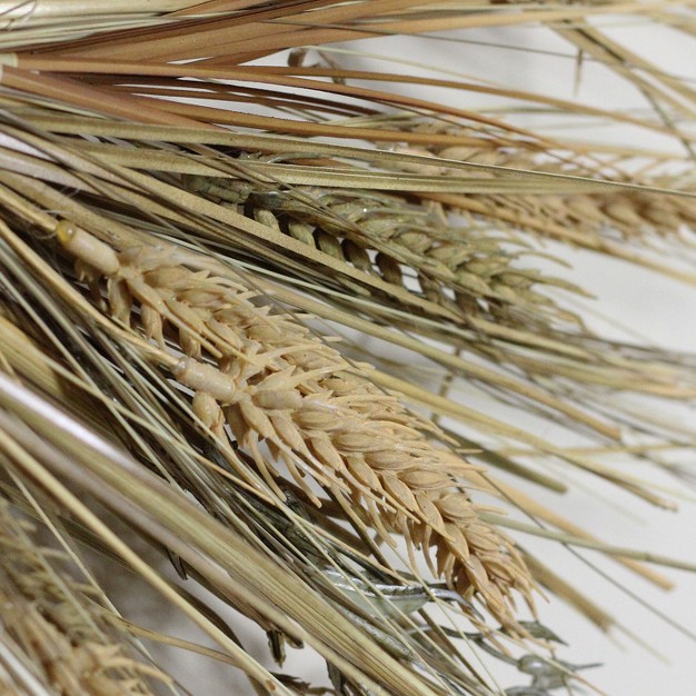 Wheat And Straw Stalks Artificial Wreath Unlit