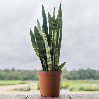 Perfect Plants Snake Plant Sansevieria Zeylanica Indoor Plant 10 in. Grower's Pot THD00433