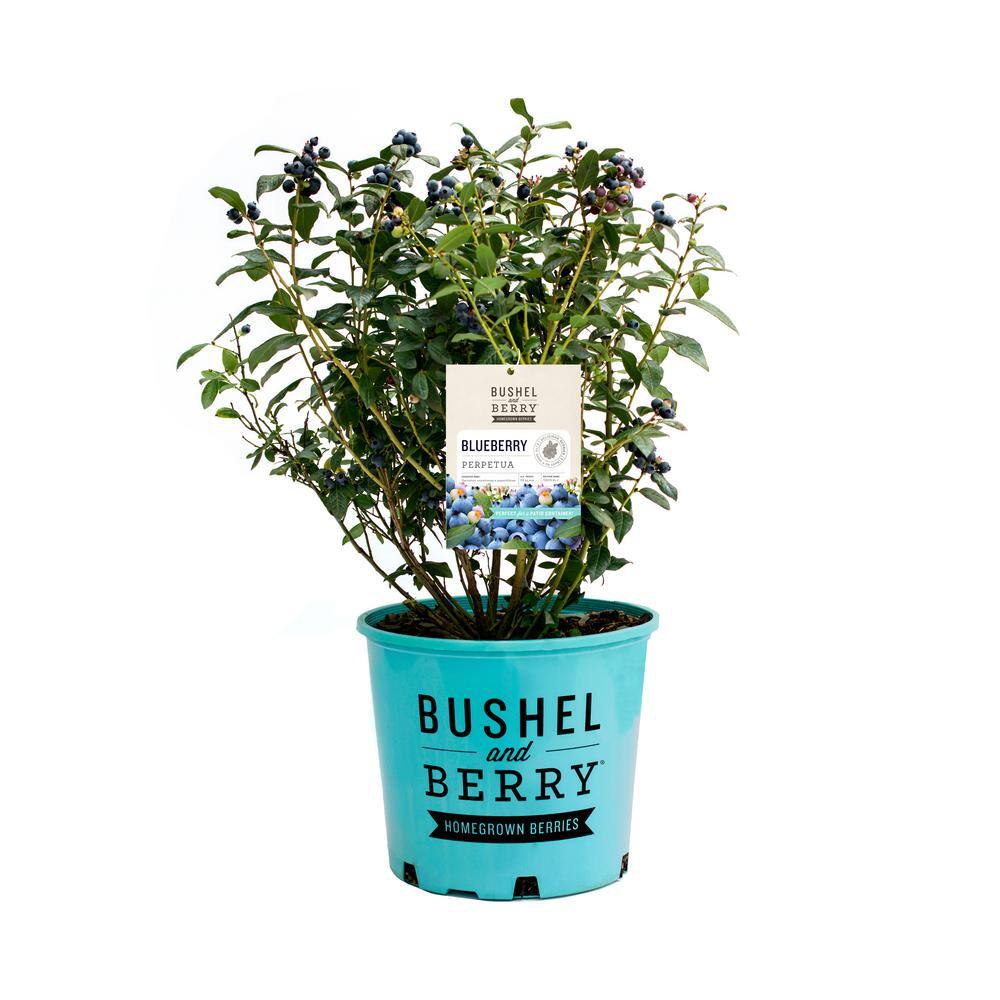 BUSHEL AND BERRY 1 Gal. Bushel and Berry Perpetua Blueberry Live Plant 20658