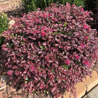 SOUTHERN LIVING 2 Gal. Purple Daydream Loropetalum Shrub with Pink Blooms in the Spring 14373