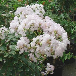national PLANT NETWORK 3 gal. Crape Myrtle Natchez Shrub with White Flowers HD1832