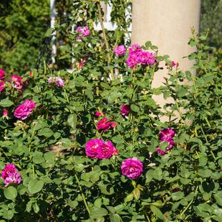 Spring Hill Nurseries Outta the Blue Shrub Rose Dormant Bare Root Plant with Pink Flowers (1-Pack) 86066