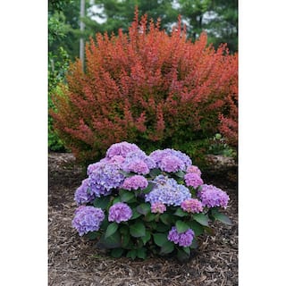 PROVEN WINNERS 2 Gal. Let's Dance Rhythmic Blue Hydrangea Shrub with Blue and Pink Flowers 14439