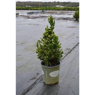 Vigoro 2 Gal. Cryptomeria Japonica Black Dragon 11888