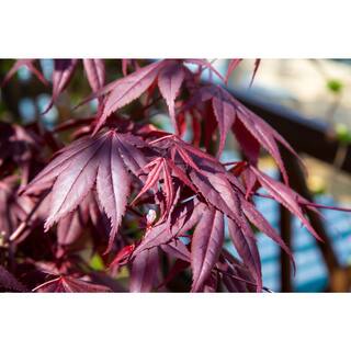 BELL NURSERY 3 Gal. Bloodgood Japanese Maple Live Tree with Attractive Red Foliage (1-Pack) MAPLE3BDJ1PK