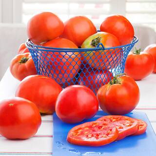 Bonnie Plants 19 oz. Celebrity Tomato Vegetable Plant 0219