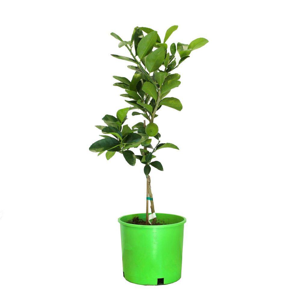 Alder  Oak 3 Gal. Mexican Key Lime Evergreen Tree TMXE03