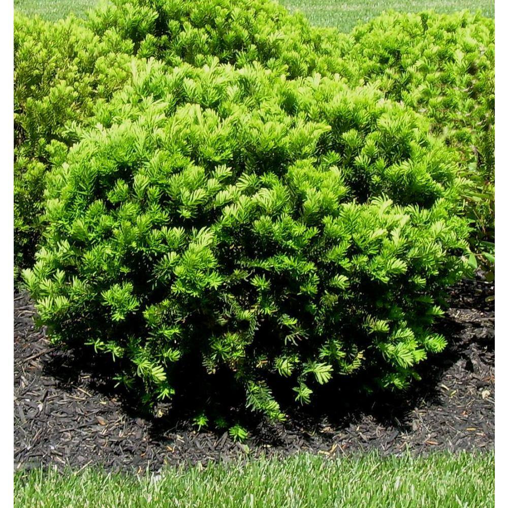 BELL NURSERY 3 Gal. Densiformis Yew (Taxus) Live Evergreen Shrub TAXUS3MDE1PK