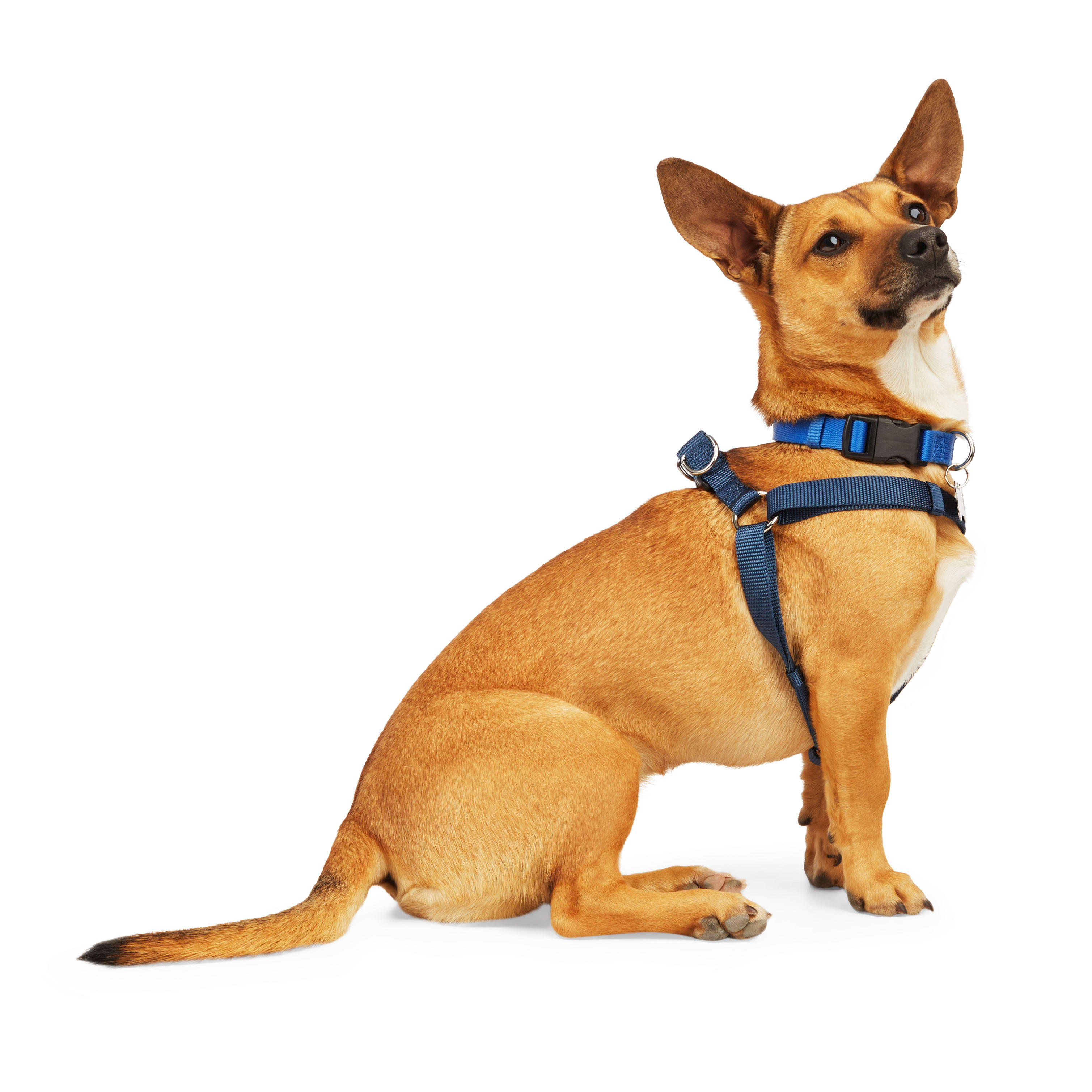 YOULY Blue Dog Harness， X-Small