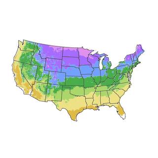 1 Gal. White Oak Deciduous Shade Tree OAKWHI01G