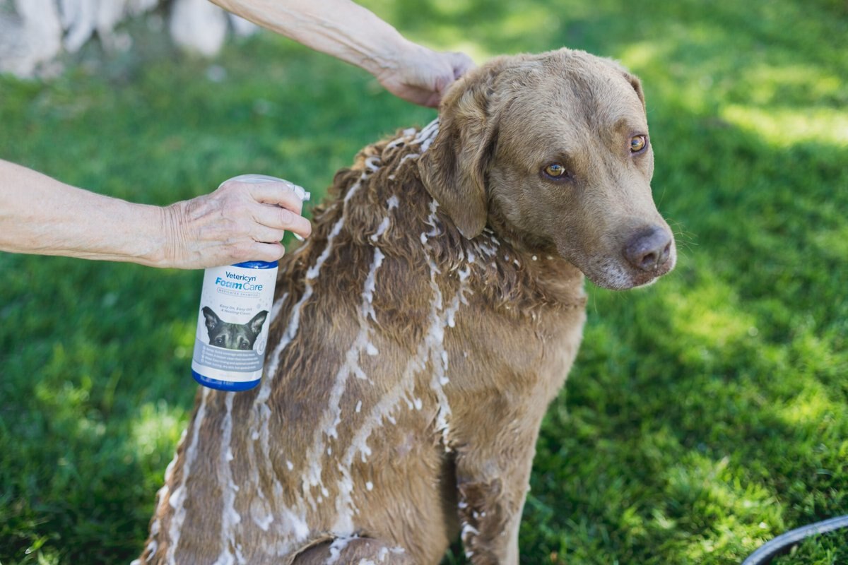 Vetericyn FoamCare Medicated Shampoo for Pets