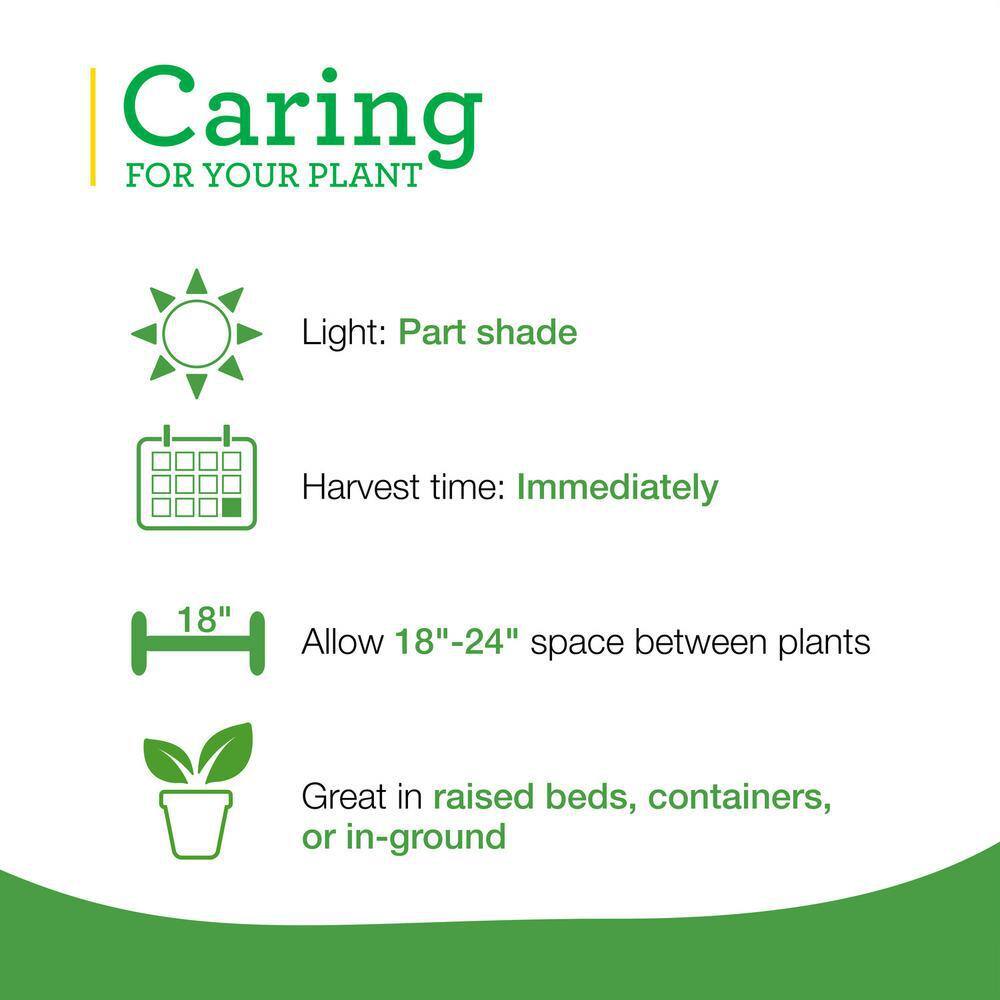 Bonnie Plants 19 oz. Catnip Herb Plant (2-Pack) 202009