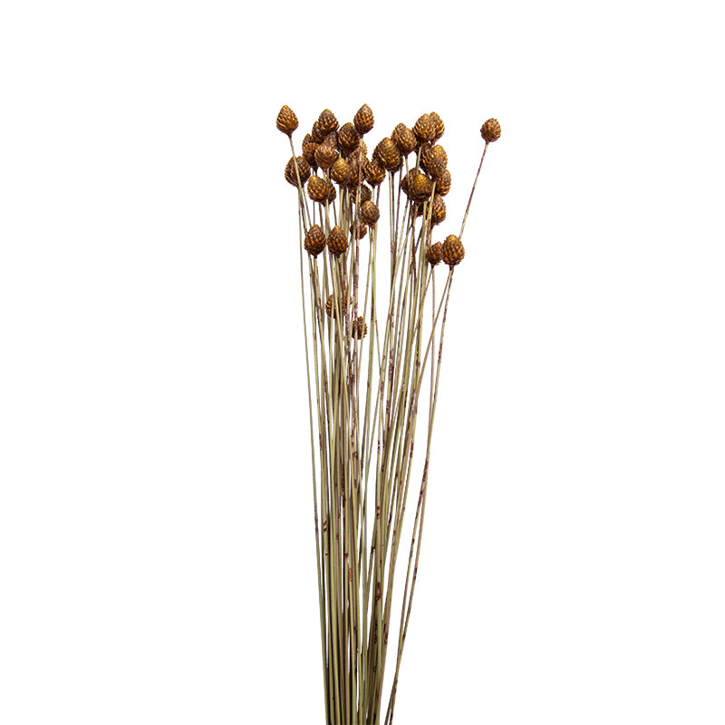 Natural Dried Flower Decoration B Fa-Jh2005B