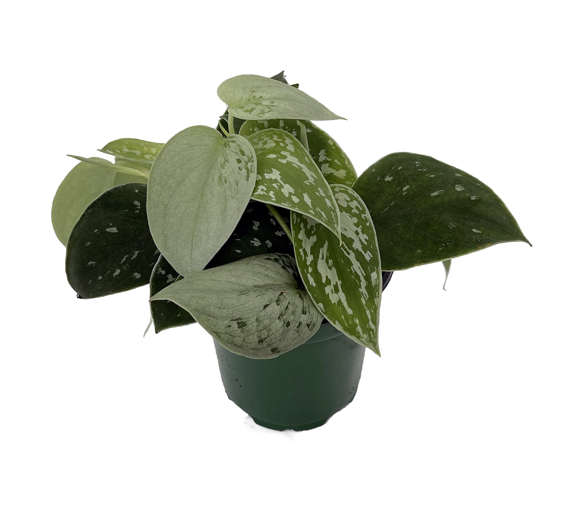 Rare Silvery Ann Philodendron - Scindapus pictus - EASY - 4