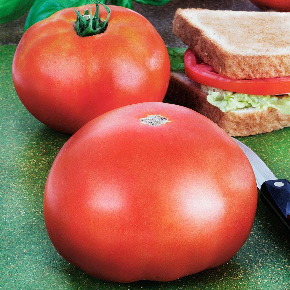 Bonnie Plants 1.19 qt. Parks Whopper Tomato Plant (6-Pack) 0206