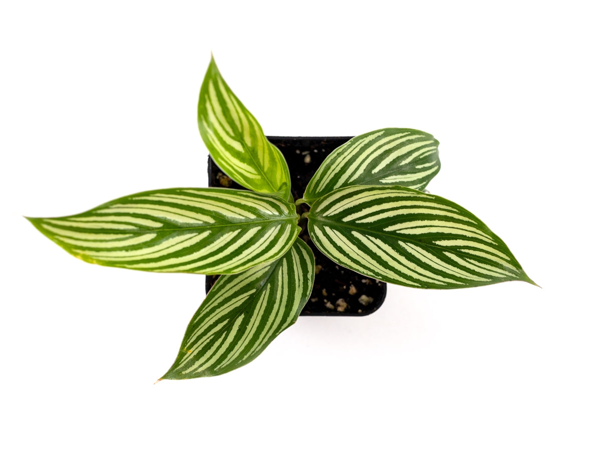 Josh's Frogs Calathea elliptica 'Vittata' Prayer Plant