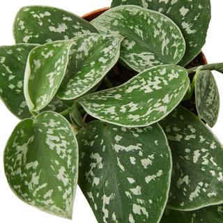 Pothos Satin Scindapsus Pictus Plant in 4 in. Grower Pot 4_POTHOS_SATIN