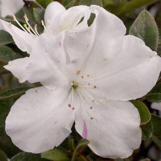 ENCORE AZALEA 3 Gal. Autumn Lily Shrub with Brilliant White and Purple Streaking Reblooming Flowers 80443