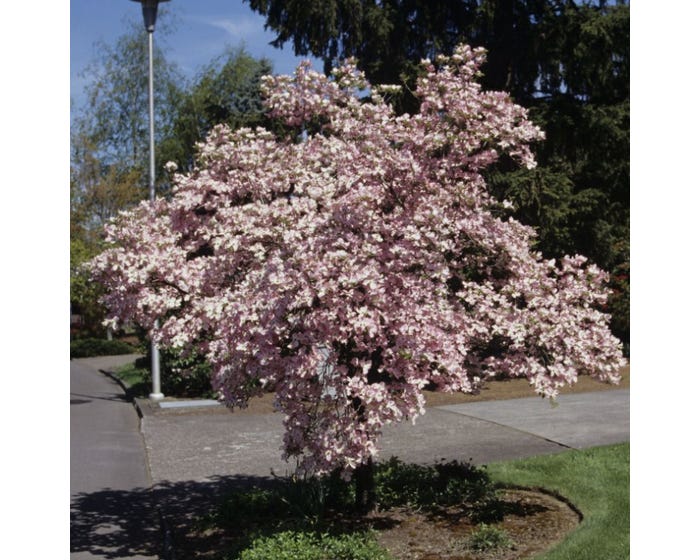 Freedom Farms Pink Flowering Dogwood Tree， 5 Gallon Pot