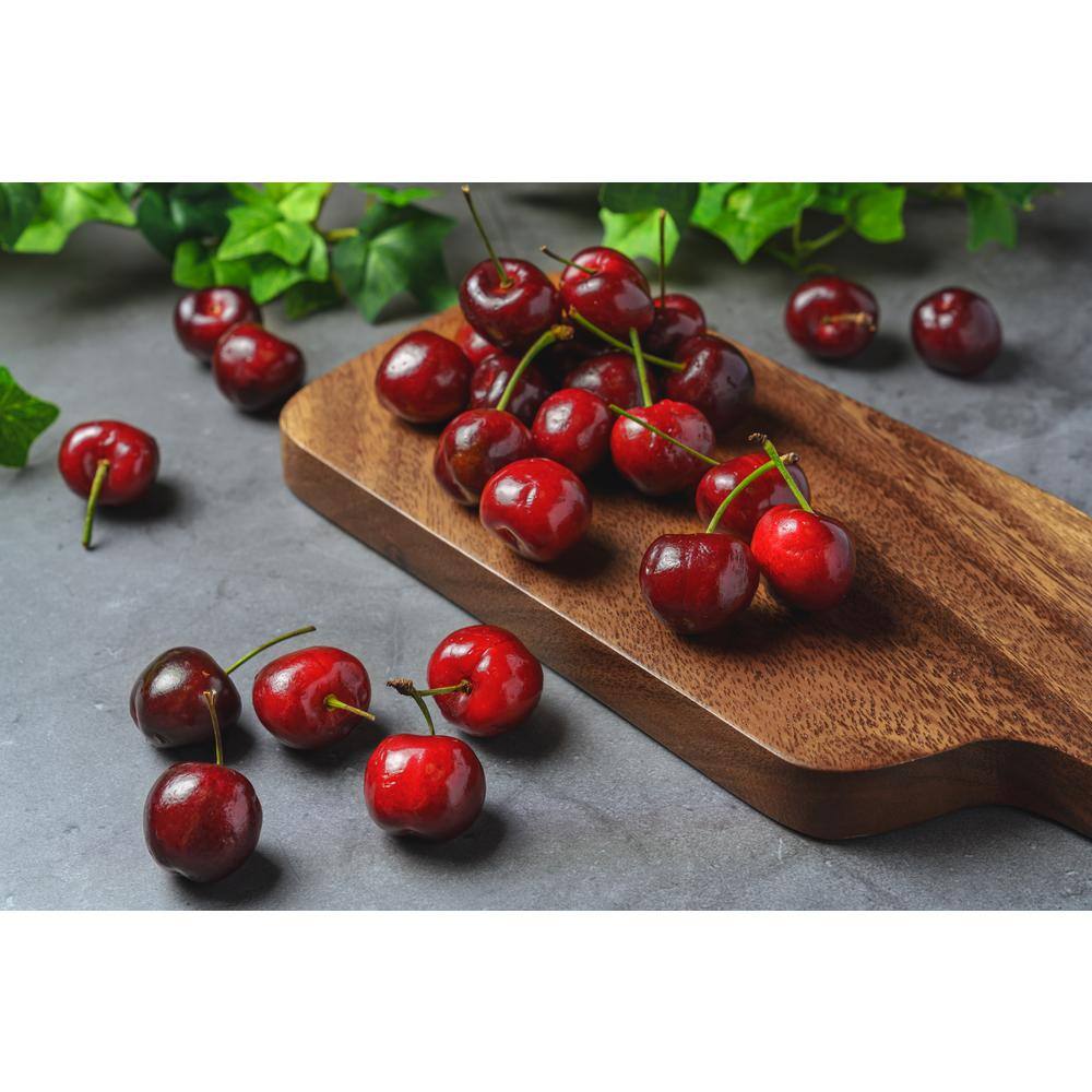 Online Orchards 3 ft. Bing Cherry Bare Root Tree With Dark Red Juicy Fruit (2-Trees) FTCH202