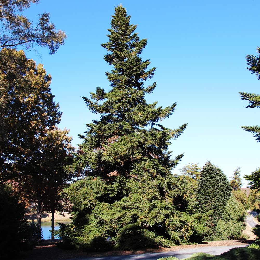 Douglas Fir Tree